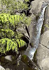 Tauranga Fern